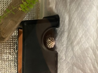 レオパ顔出し