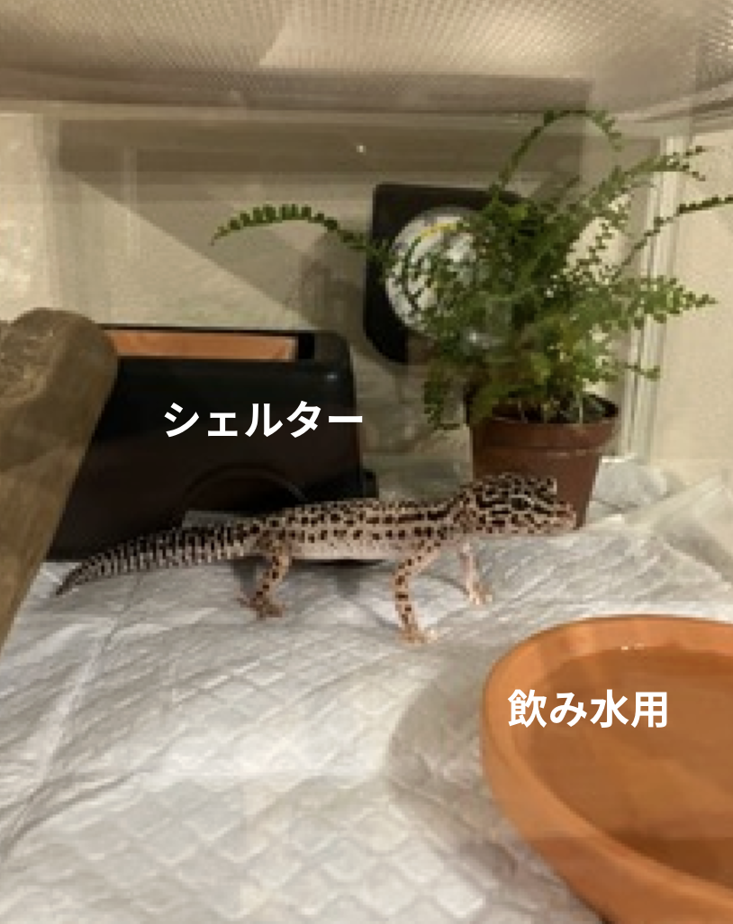 レオパ水換え用